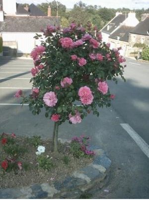 St Aignan fleurs ph Mairie.JPG